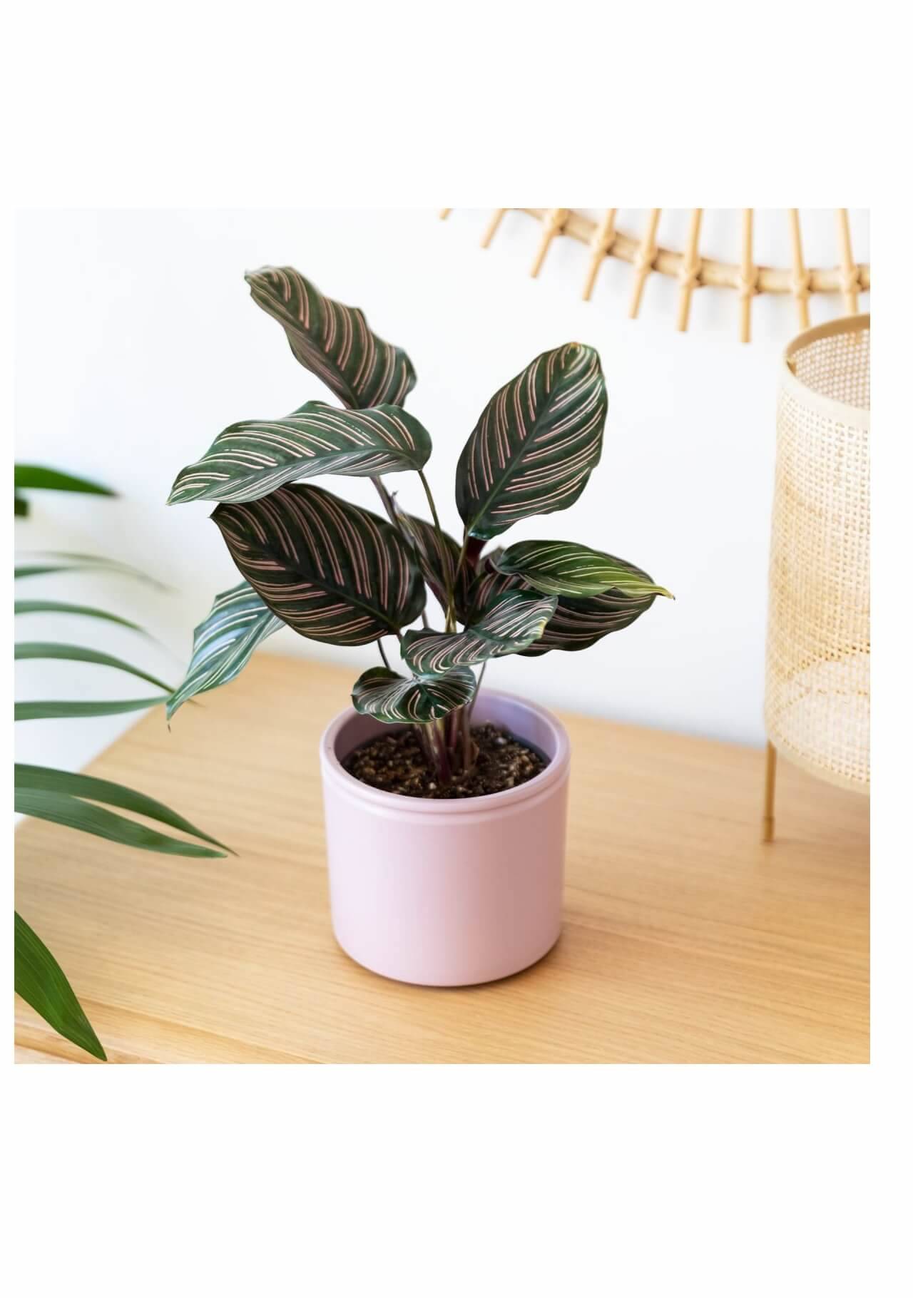 Calathea ornata