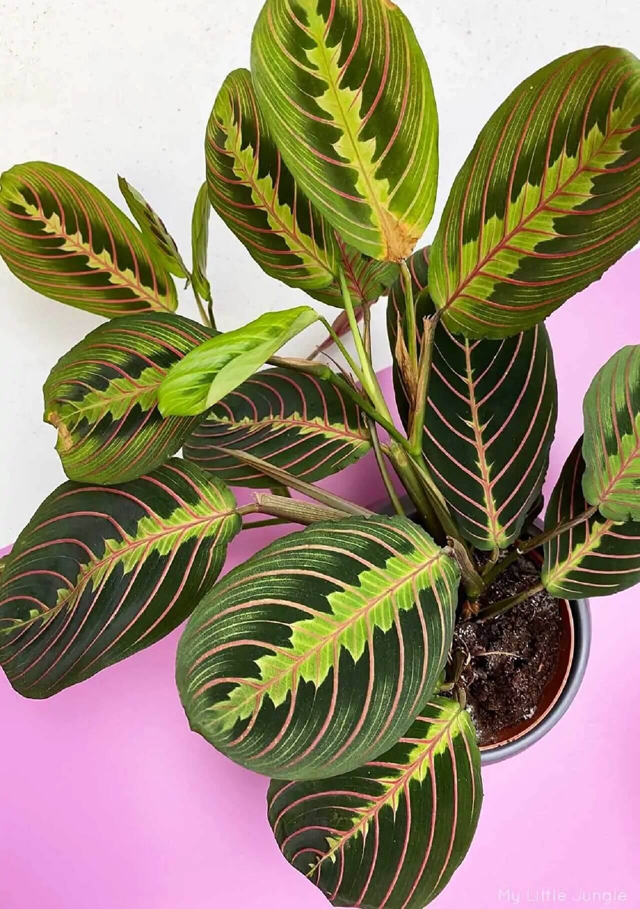 plantas de interior Maranta leuconeura