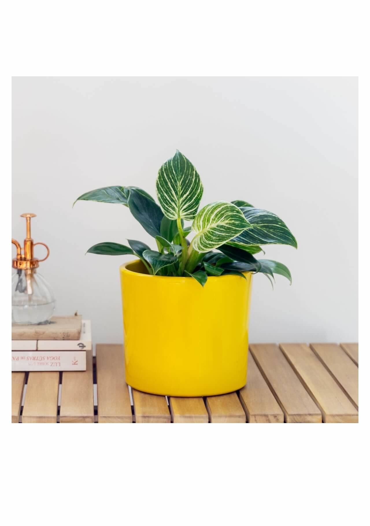 Philodendron