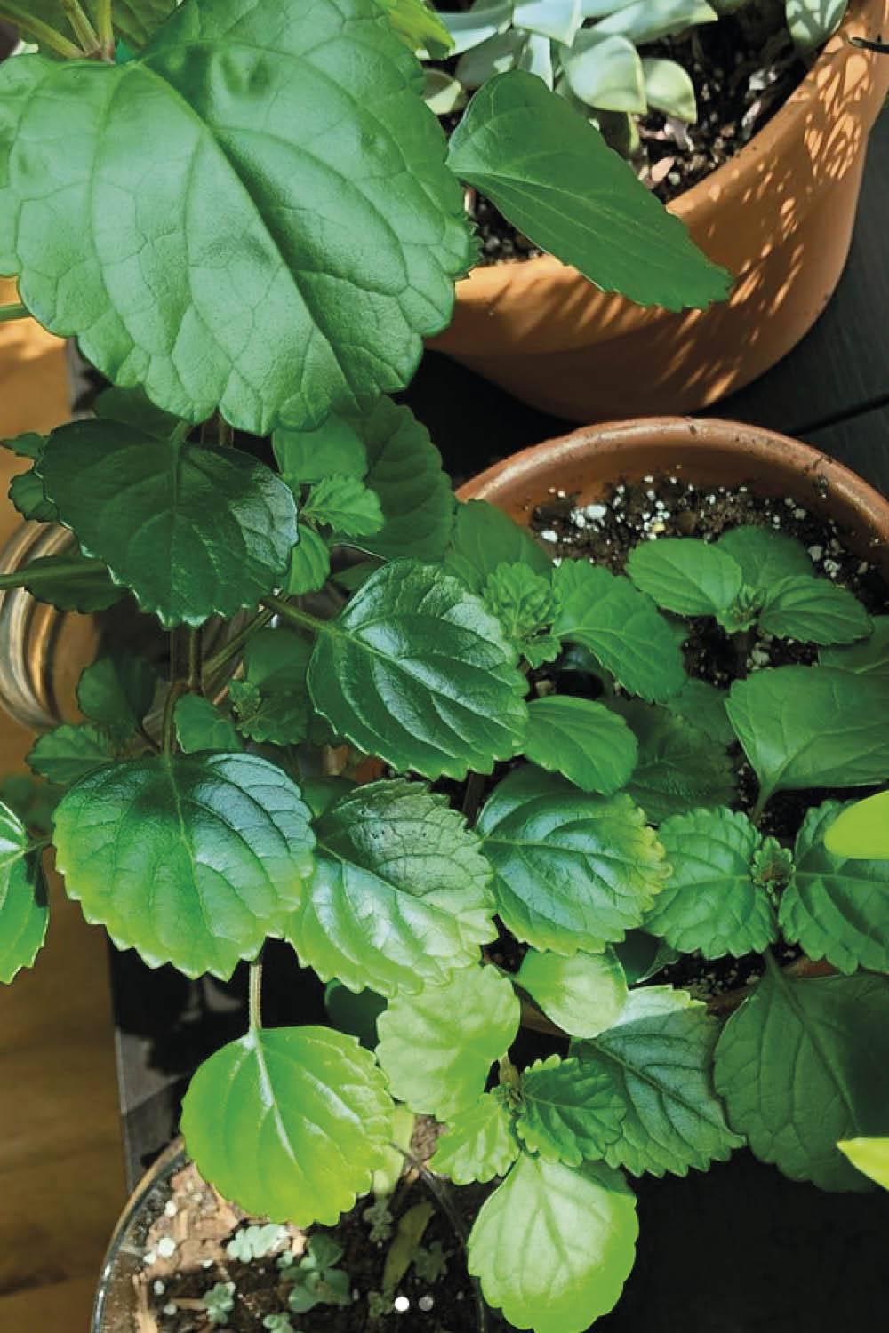 planta del dinero