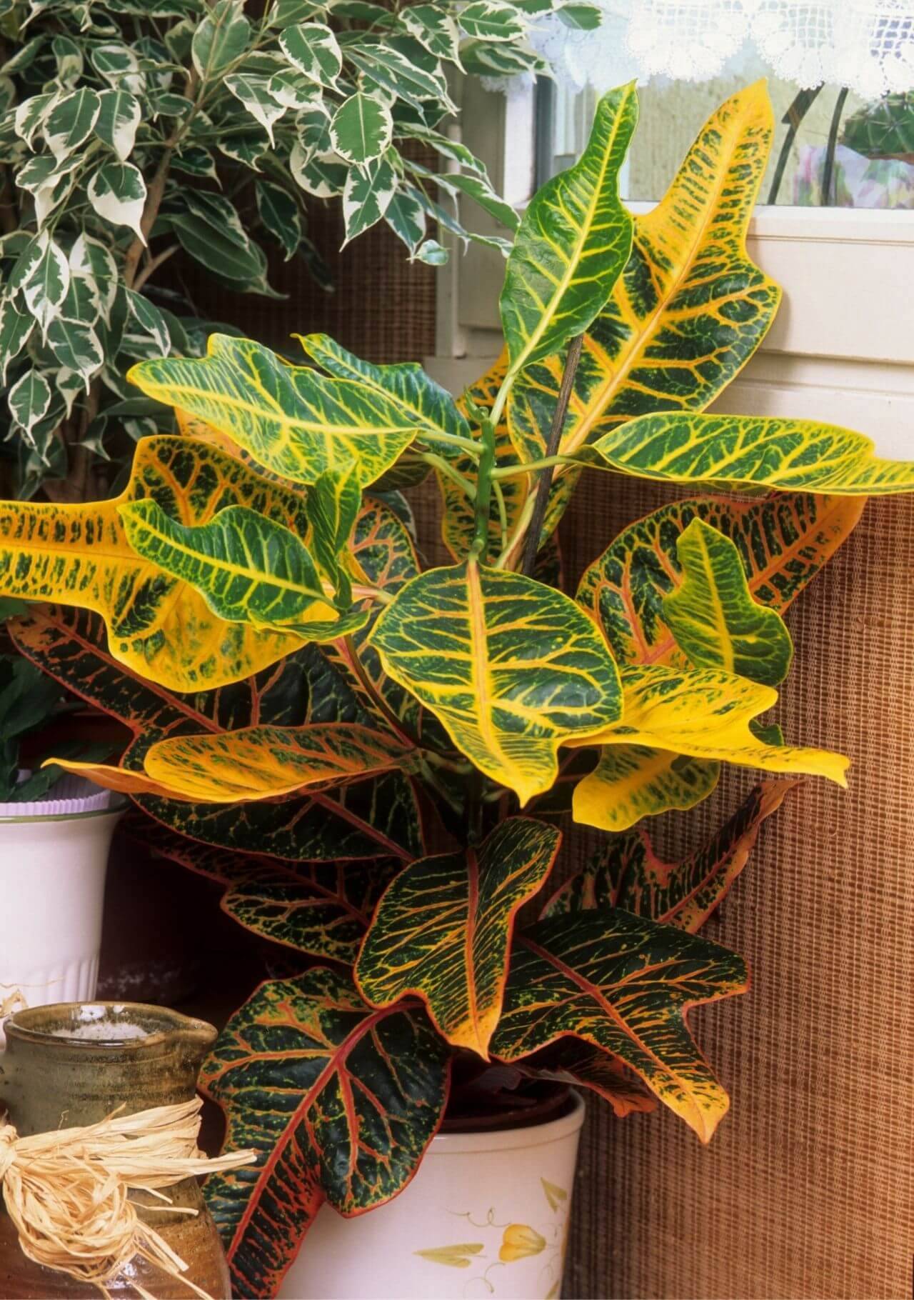 plantas de interior altas crotón