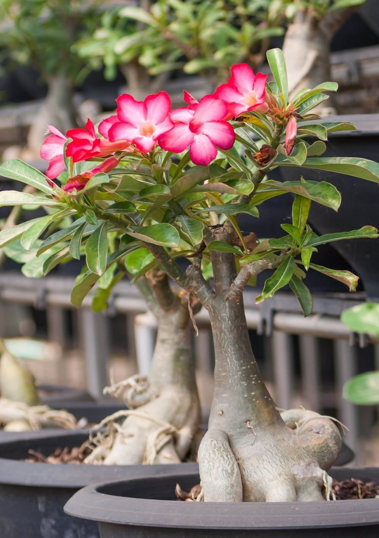 plantas de interior con flor rosa del desierto