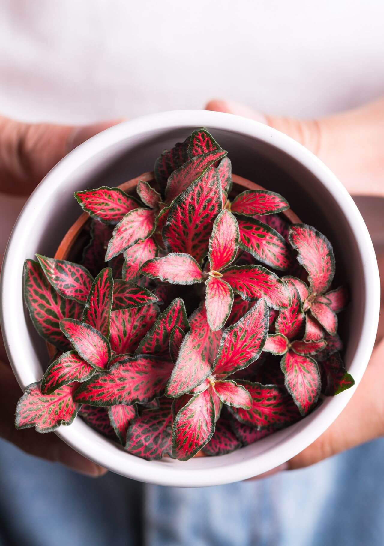 Plantas de interior con hojas de colores Fittonia verschaffeltii