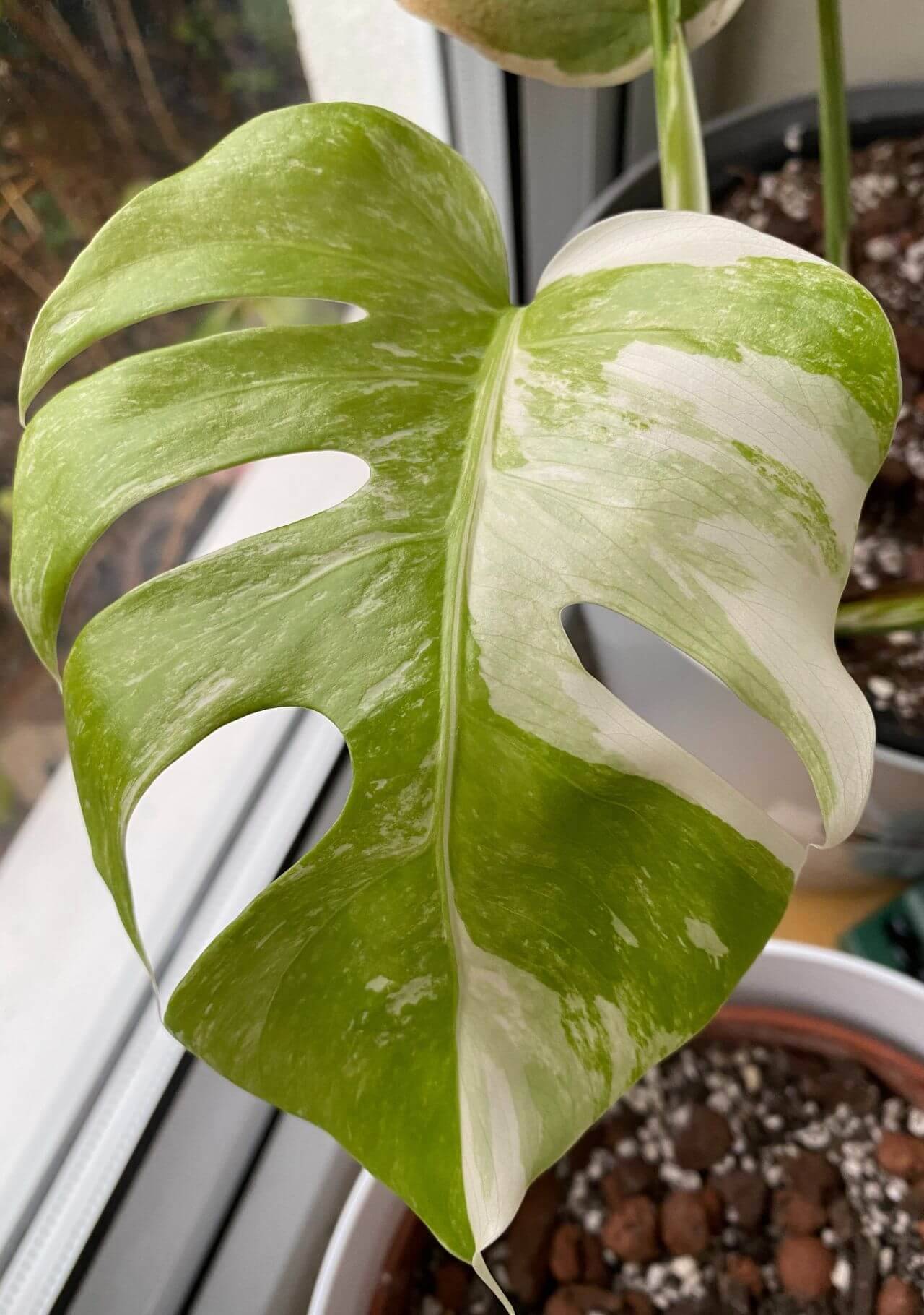 Plantas de interior con hojas de colores Monstera adansonii variegate