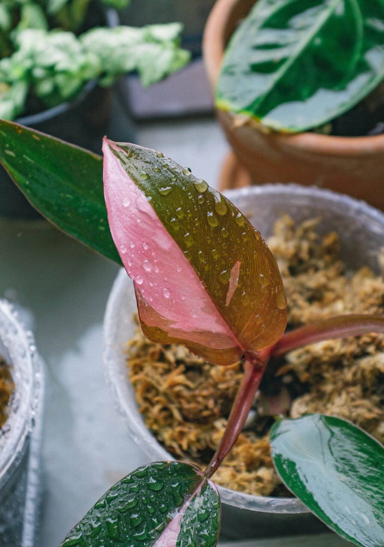 Plantas de interior con hojas de colores Philodendron pink princess