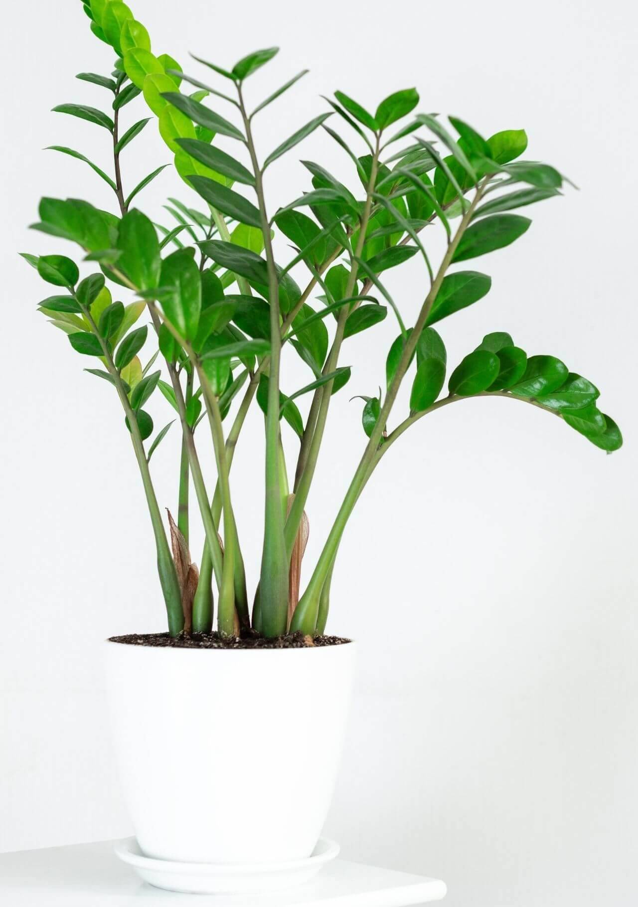 plantas de interior con poca luz zamioculca