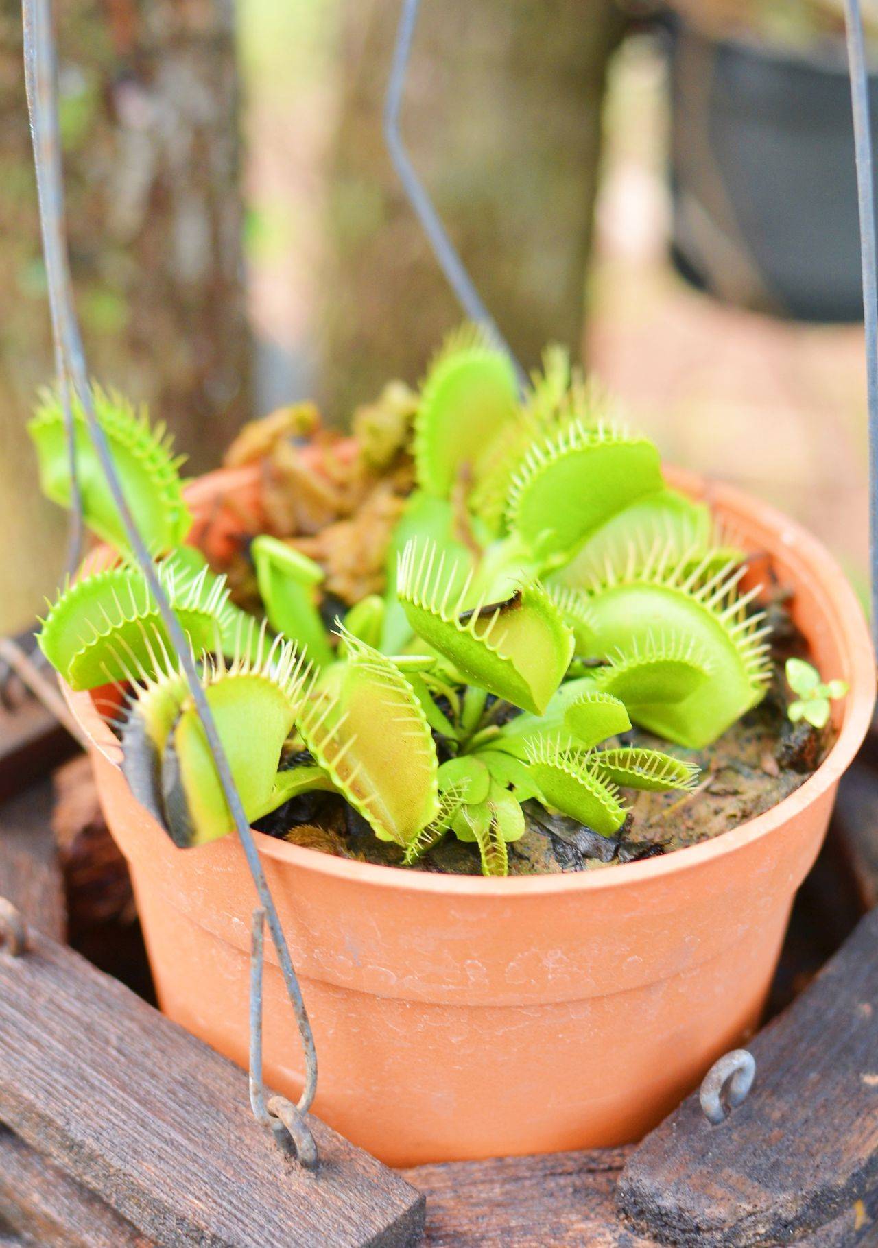 Plantas de interior curiosas Venus atrapamoscas