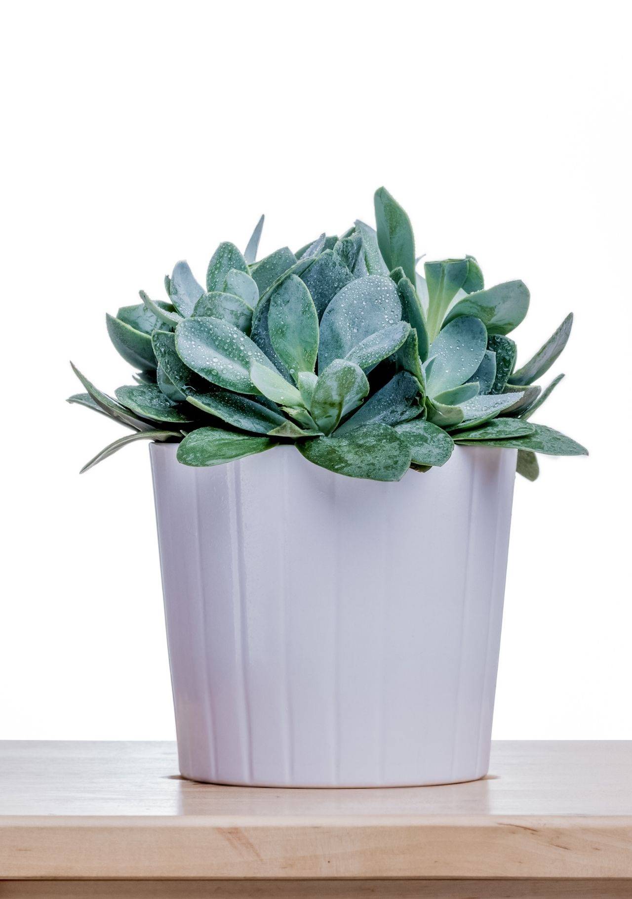 Plantas de interior duraderas senecio azul