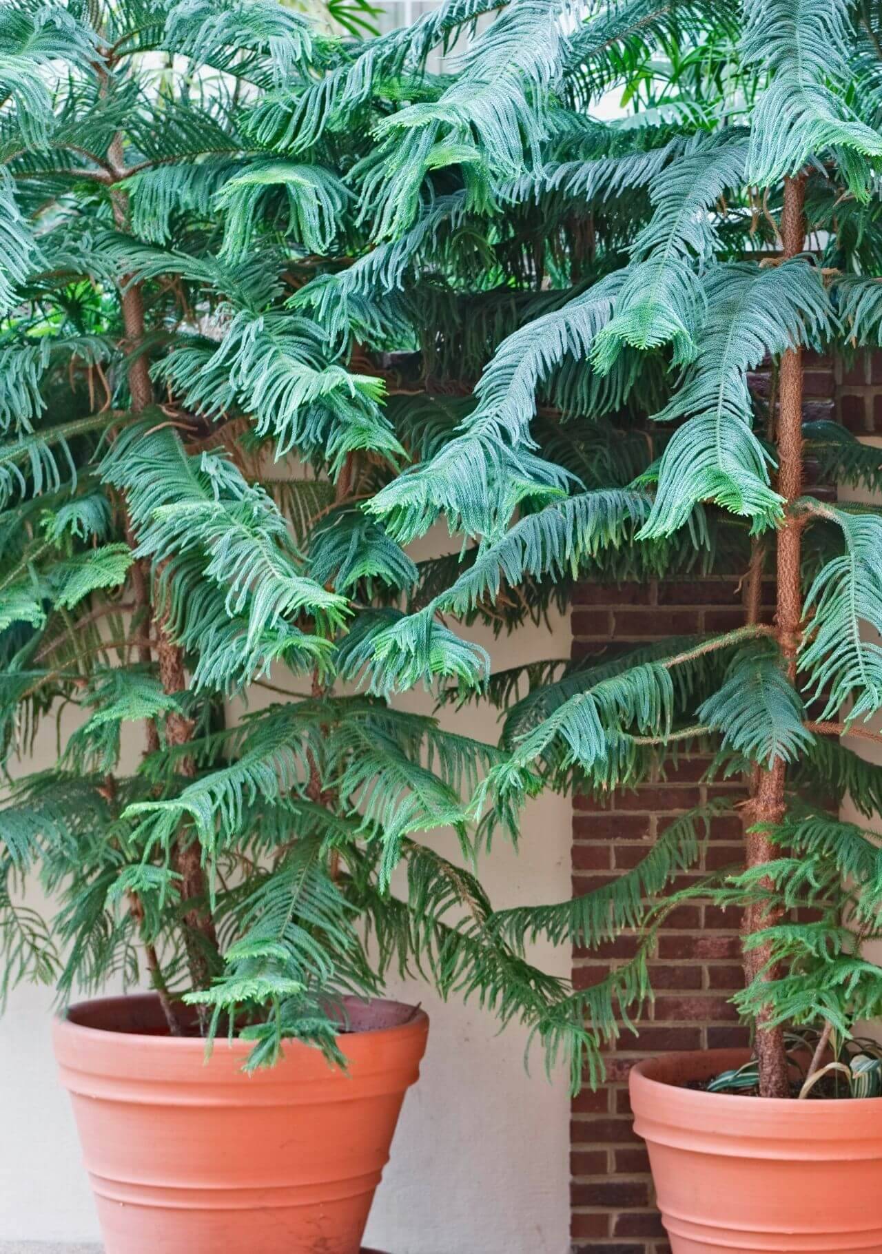 plantas de interior grandes pino norfolk
