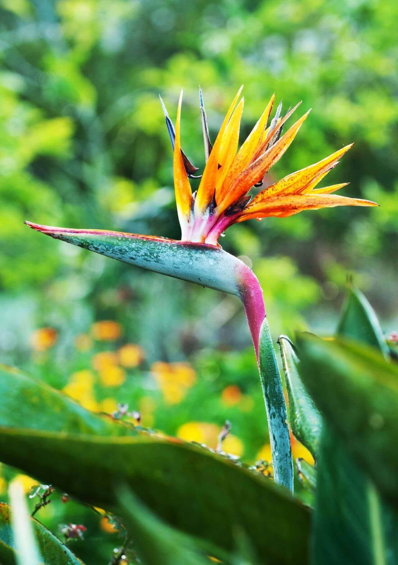 Plantas de interior curiosas Ave del paraíso