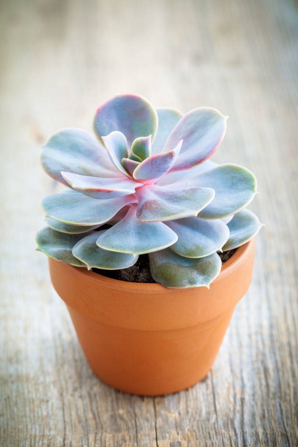 plantas de interior pequeñas echeveria