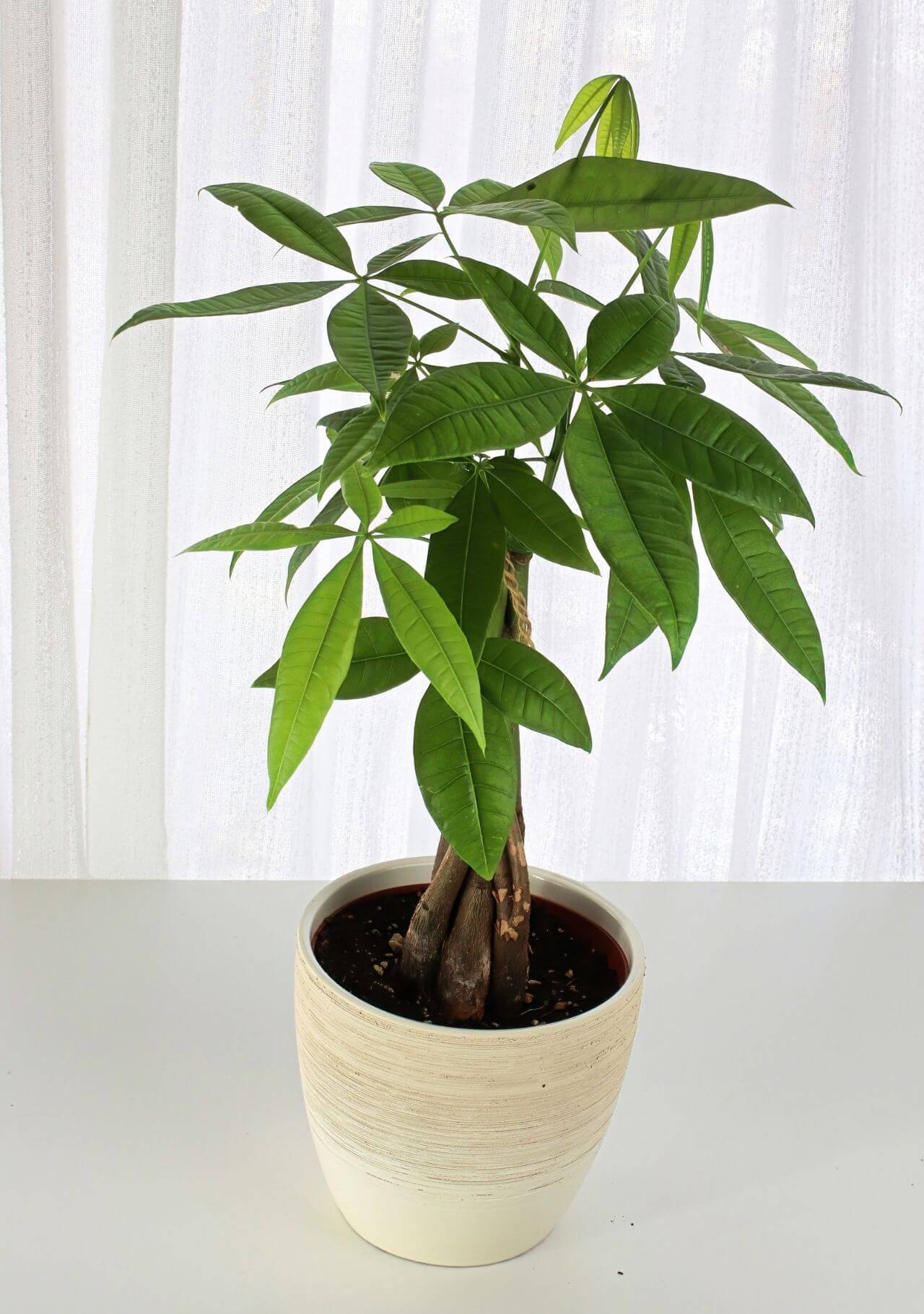 Plantas de interior que dan suerte árbol de la abundancia