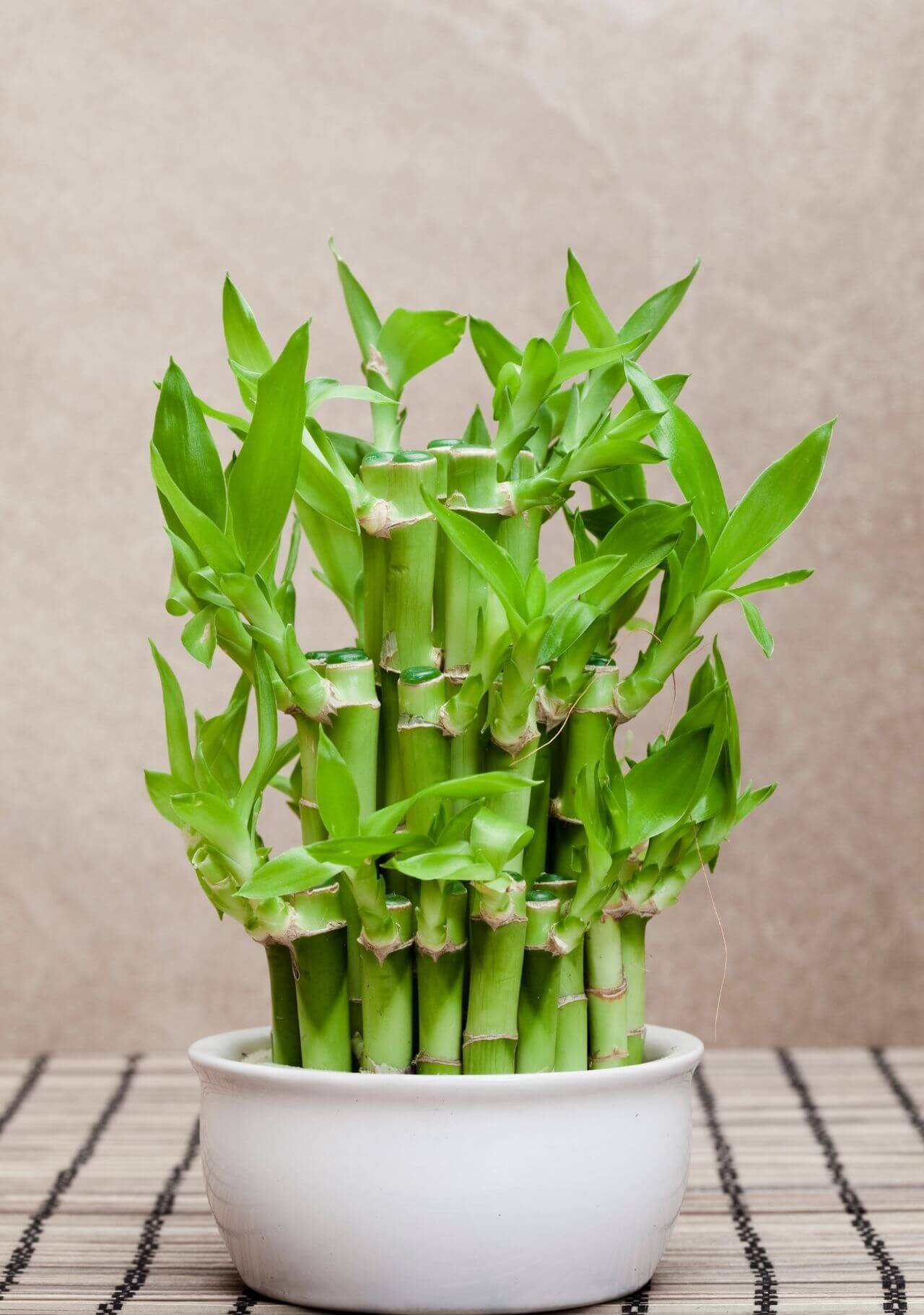 Plantas de interior que dan suerte bambú de la suerte