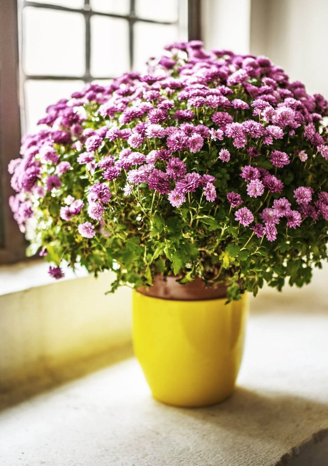 Plantas de interior que dan suerte crisantemo