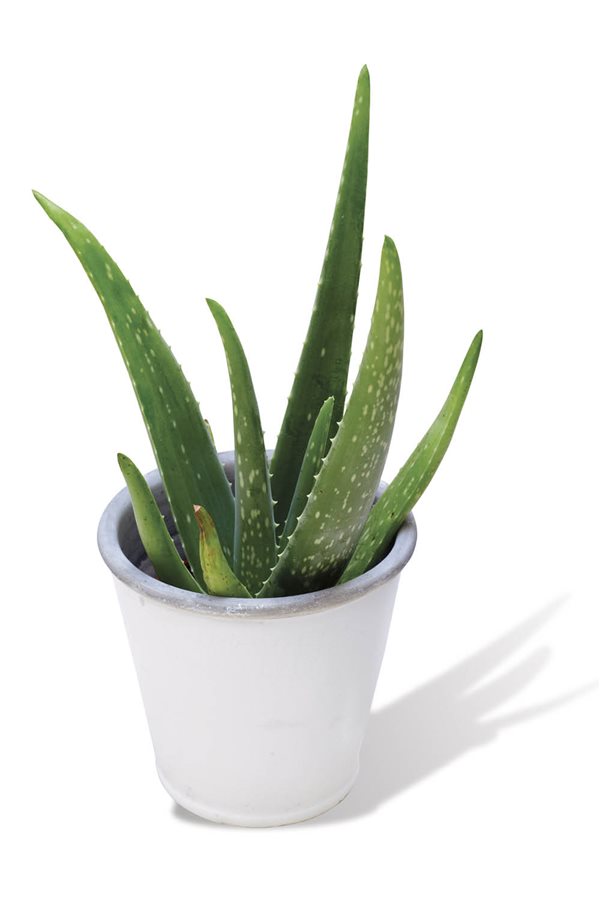 plantas de interior resistentes aloe vera Amazon. 
