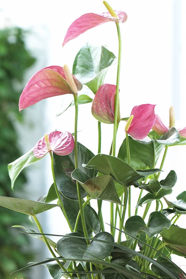 plantas de interior resistentes Anthurium Manomano, 24,00€