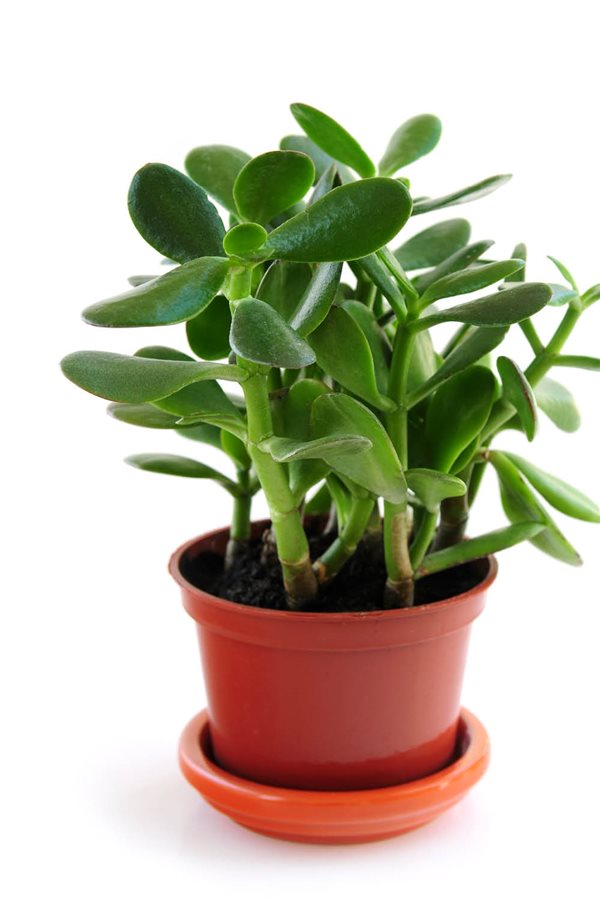 plantas de interior resistentes planta de jade Amazon.