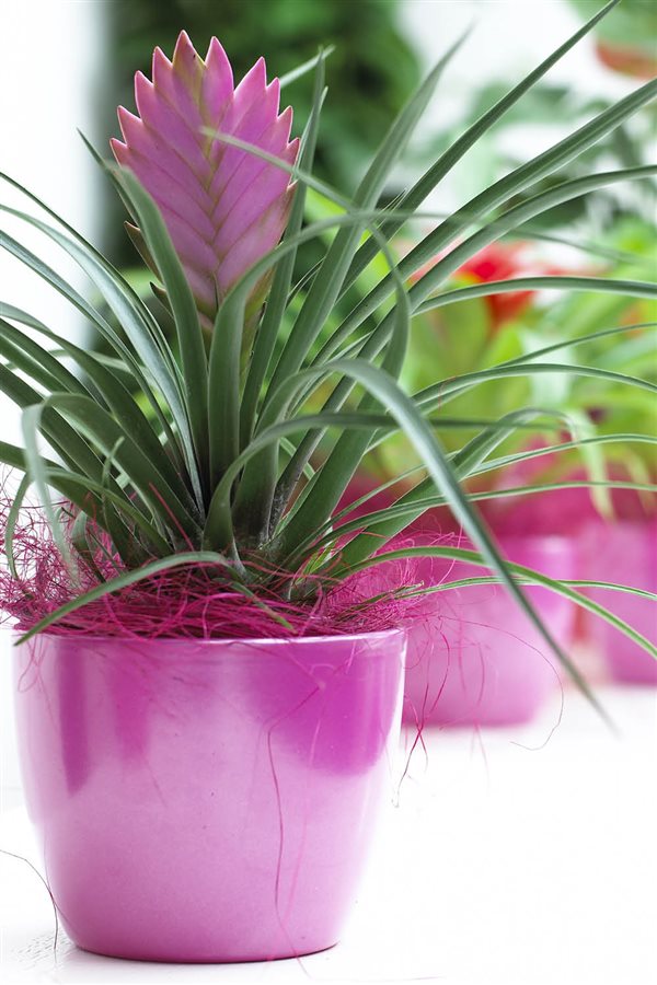 plantas de interior resistentes tillandsia Manomano.