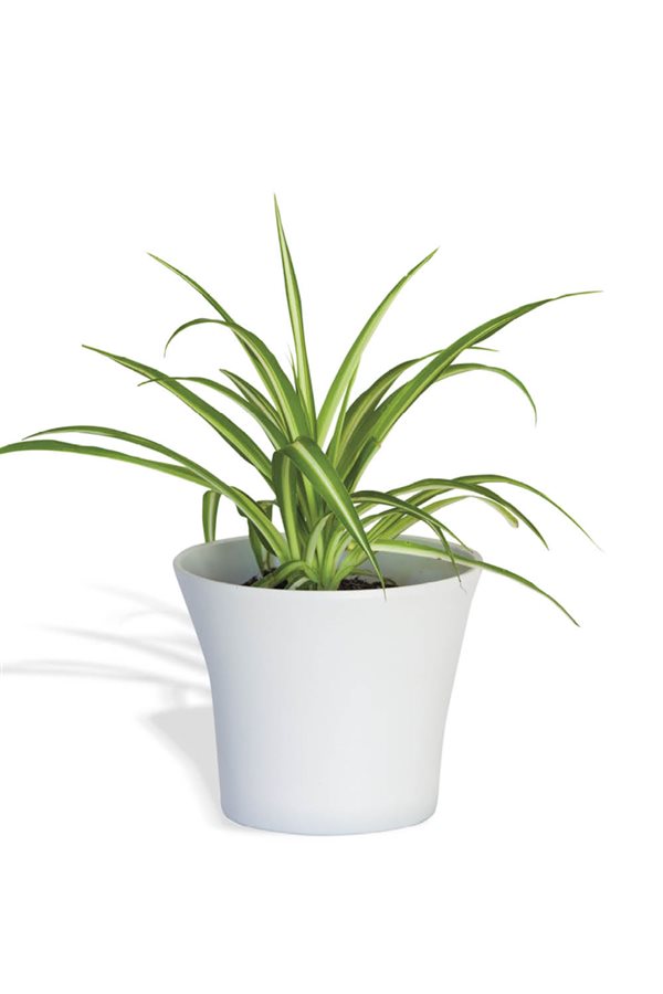 plantas de interior resistentes cintas Amazon 