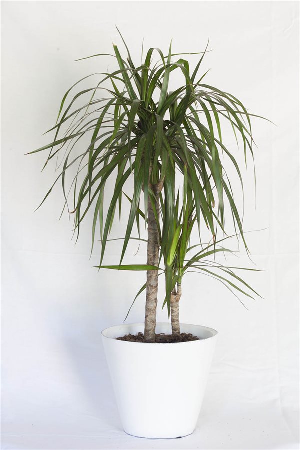 plantas de interior resistentes drácena