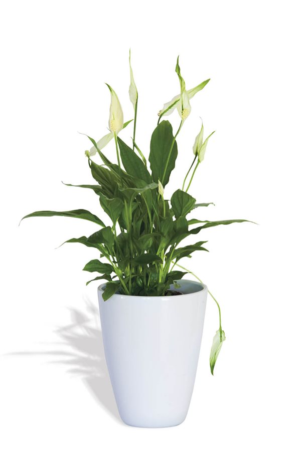 plantas de interior resistentes espatifilos Amazon, 19,50€