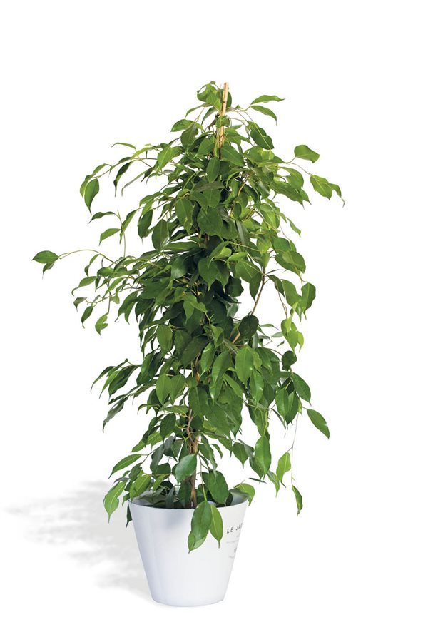 plantas de interior resistentes ficus Manomano, 39,00€