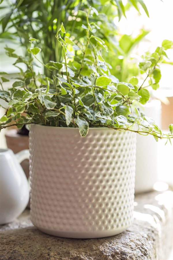 plantas de interior resistentes ficus pumila Amazon