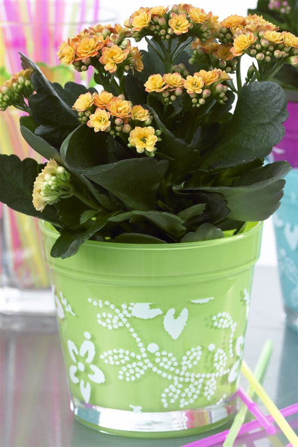 plantas de interior resistentes kalanchoe Amazon, 12,99€