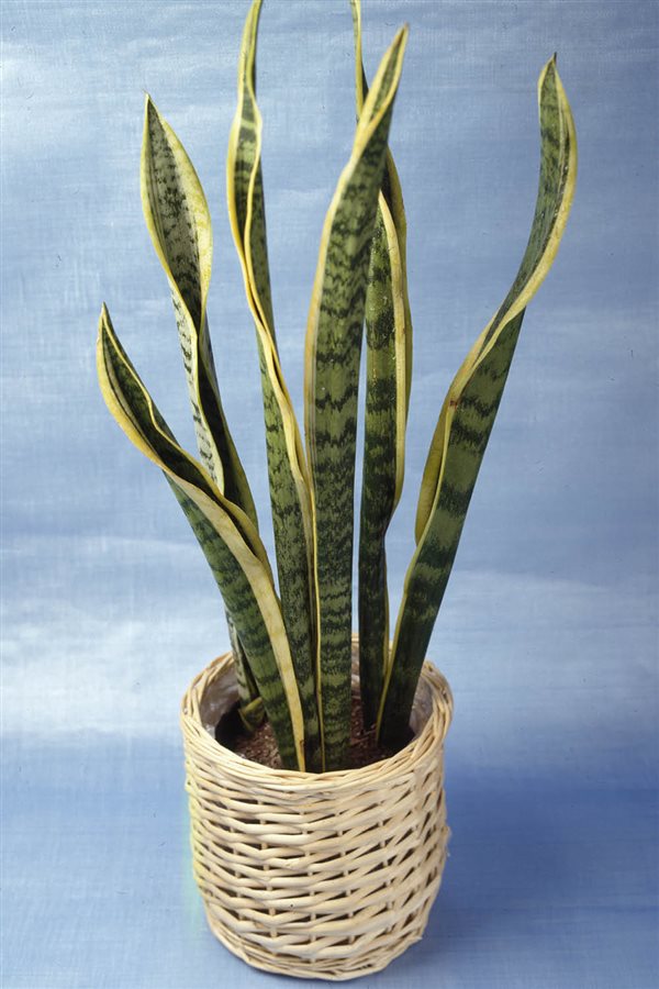 plantas de interior resistentes lengua de suegra Colvin