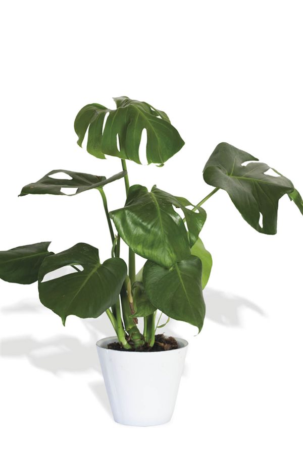 plantas de interior resistentes costilla de adán Colvin, 27,00€