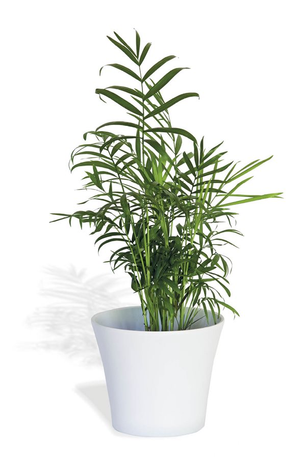 plantas de interior resistentes palmera de salón Amazon. 