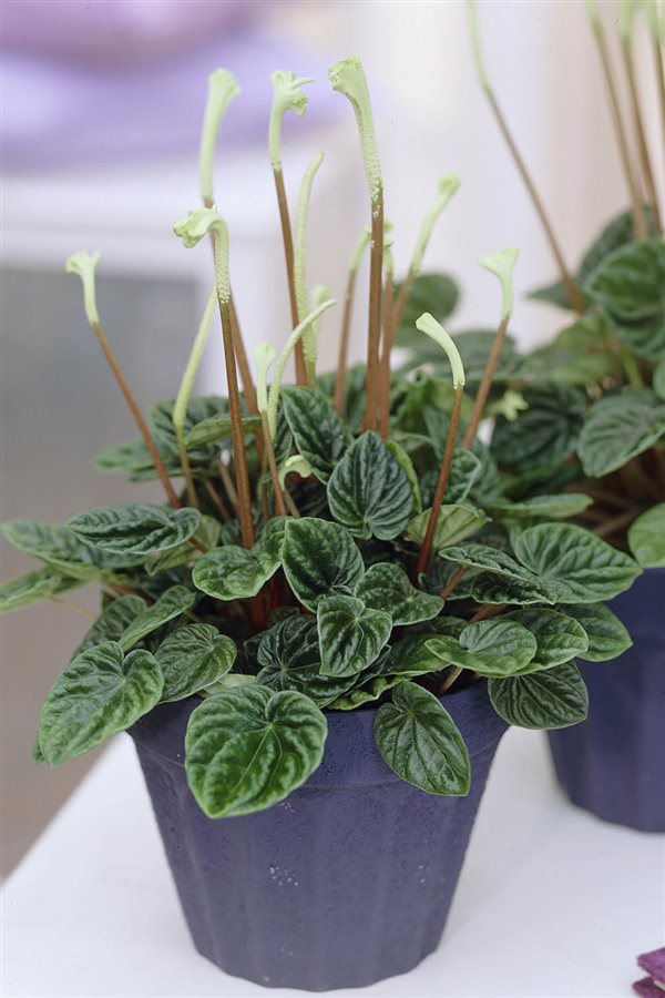 plantas de interior resistentes peperomia Amazon. 