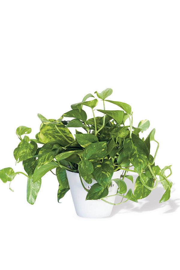 plantas de interior resistentes poto Amazon, 10,00€