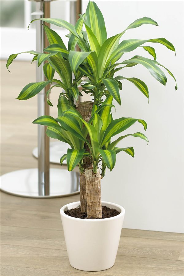 plantas de interior resistentes tronco de Brasil