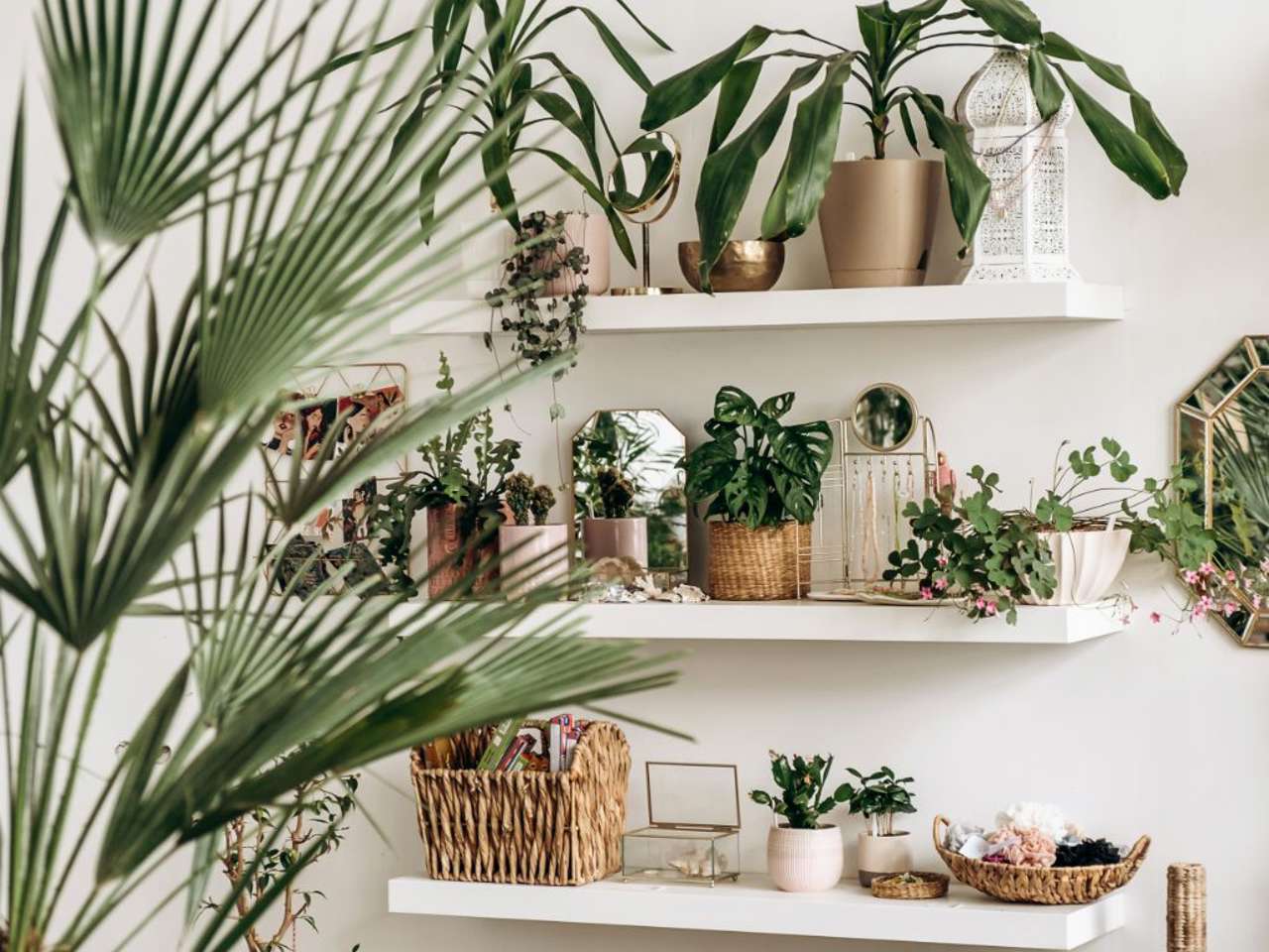 Plantas interior resistentes